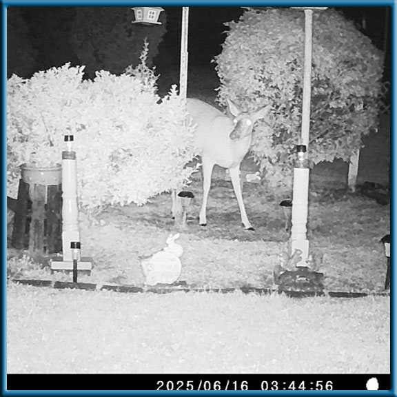 camera picture