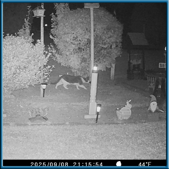 camera picture