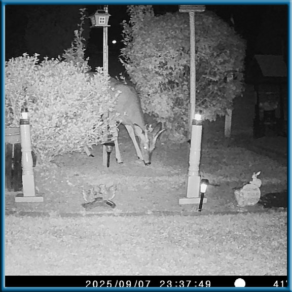 camera picture