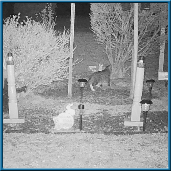 camera image camera picture