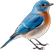 bird img