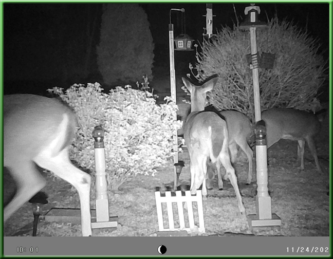 still image