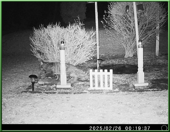still image