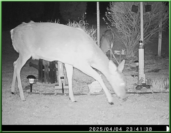 still image
